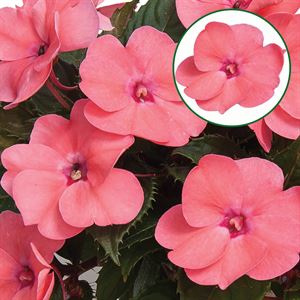 Afbeelding van Impatiens New Guinea P12 Pink